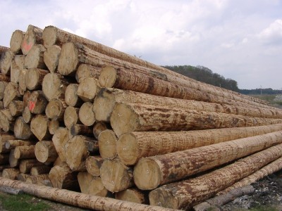 holzsucher.de/Fichtenrundholz